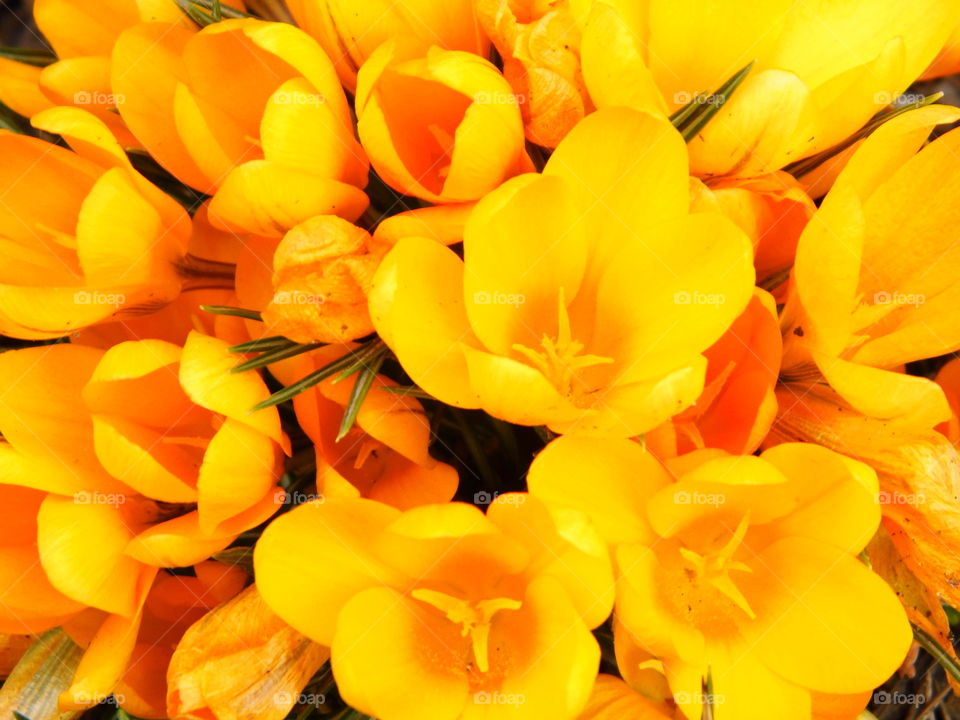 beautiful spring flowers and beautiful color