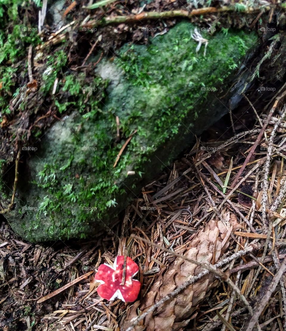 The red mushroom like a flower