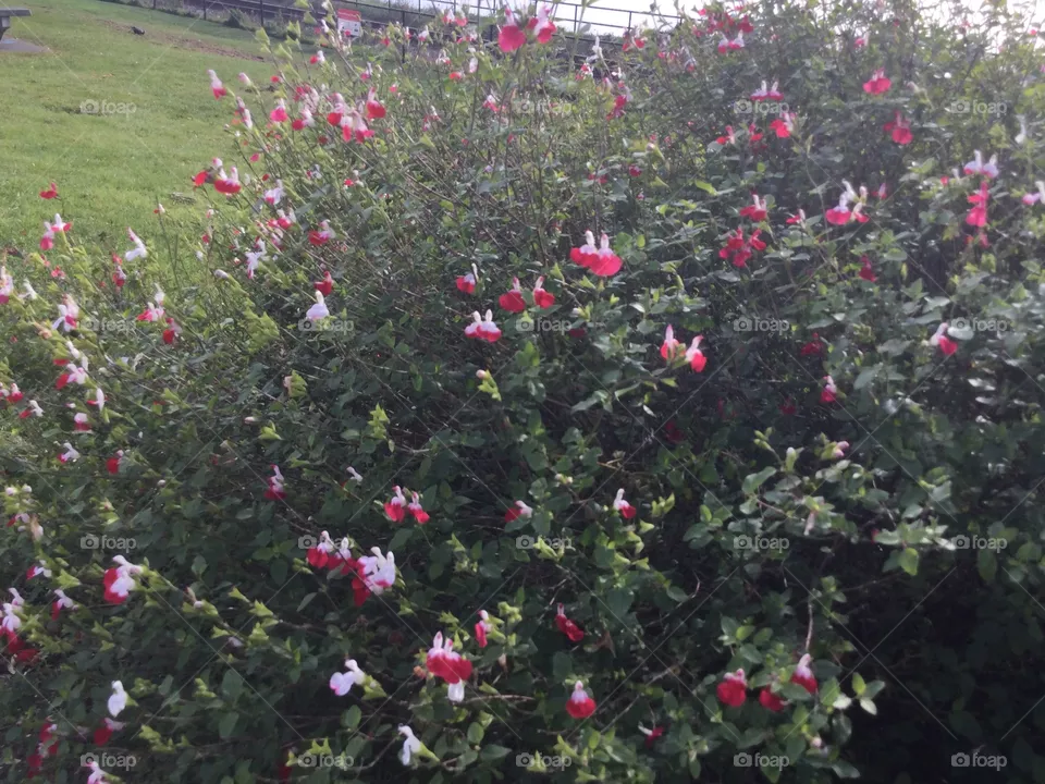 Pansies in the Garden 
