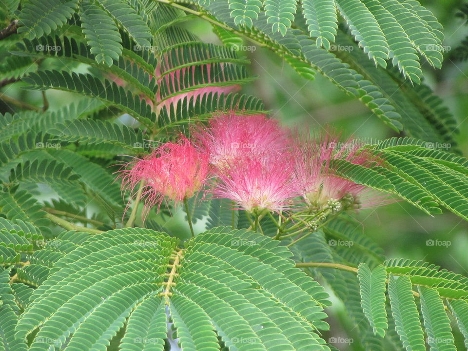 flowers