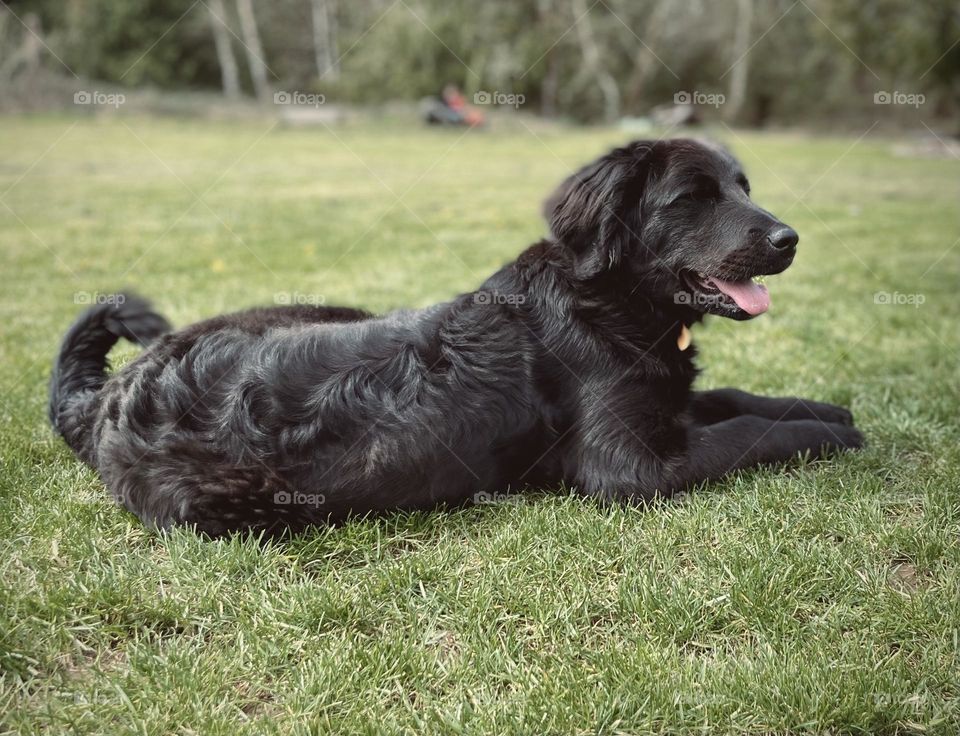Resting dog after a game of fetch