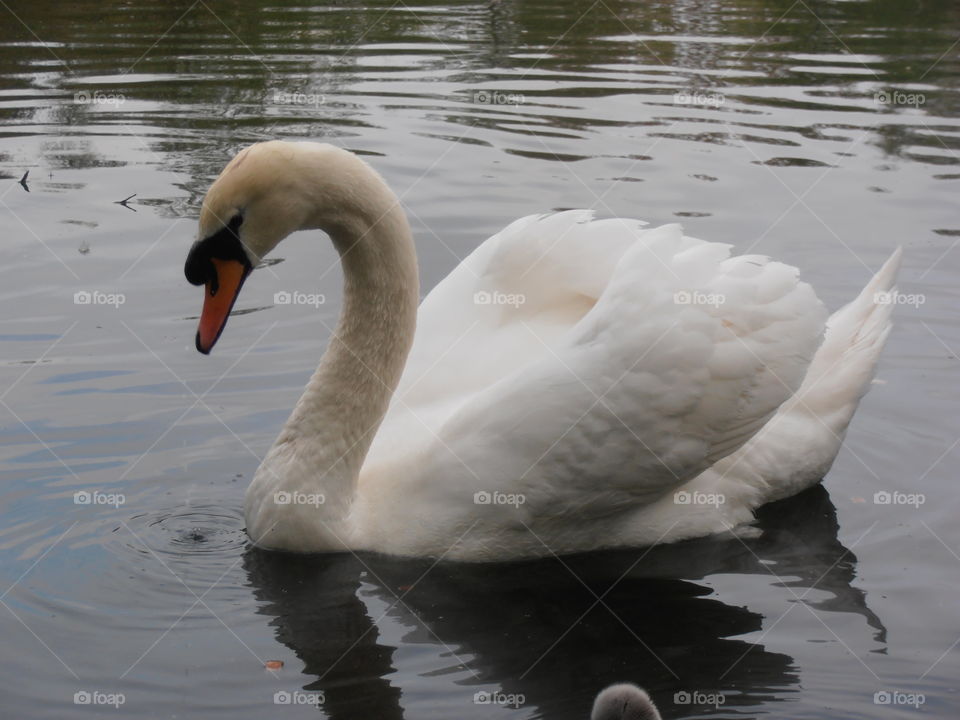 Swan