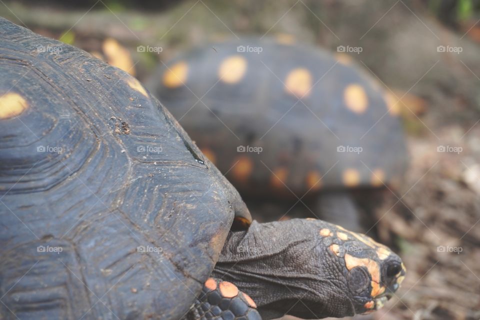 Two red-footed tortoises (Chelonoidis carbonarius). The species is common in Brazilian forests, from the Northeast to the Southeast.