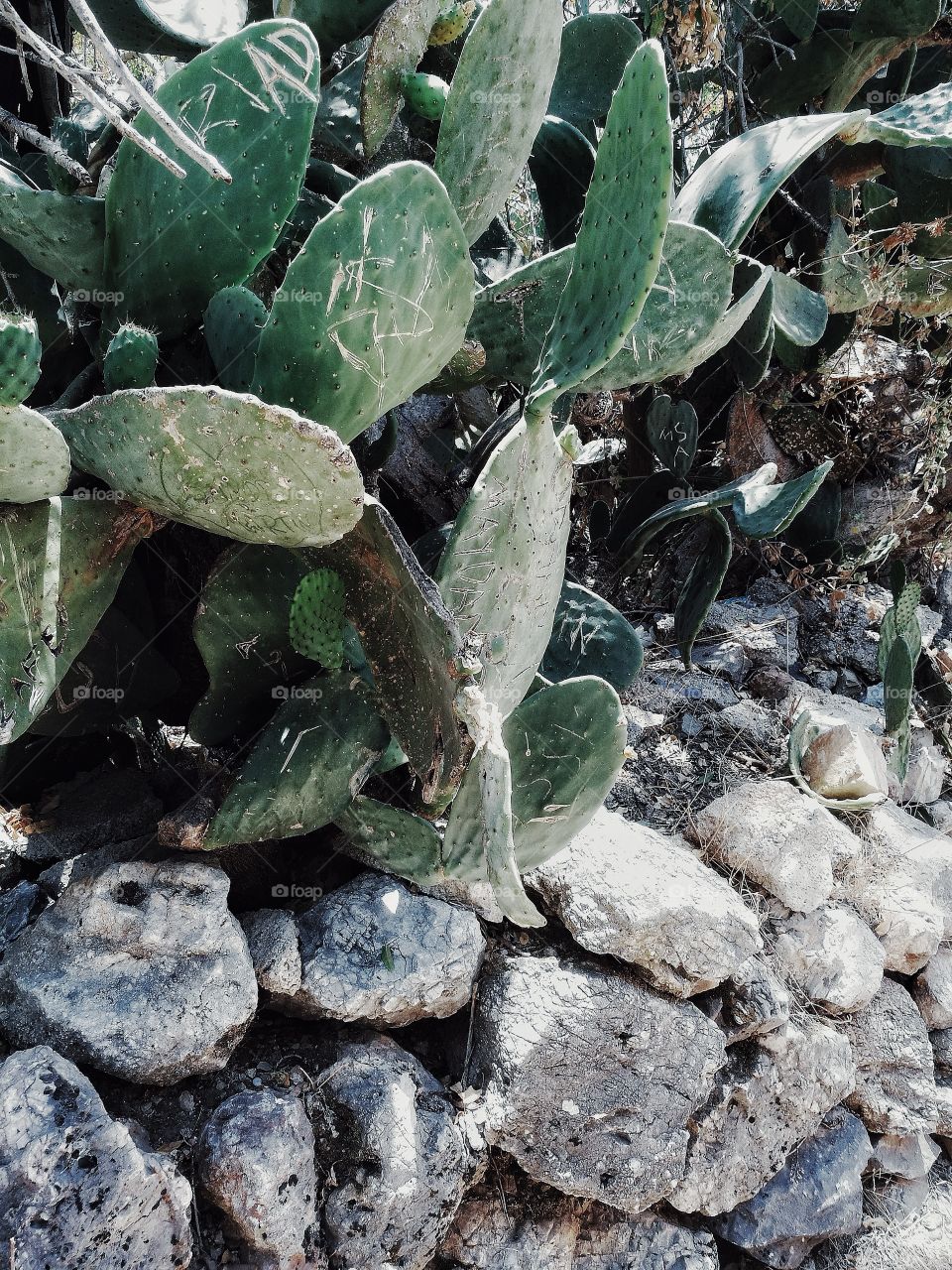Day no people outdoors summer sunday green cactus stones travel sunlight shadow close-up