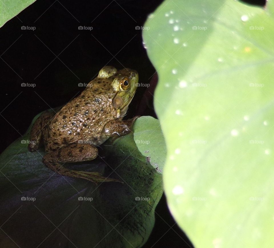 Cute frog on Lilly pad 
