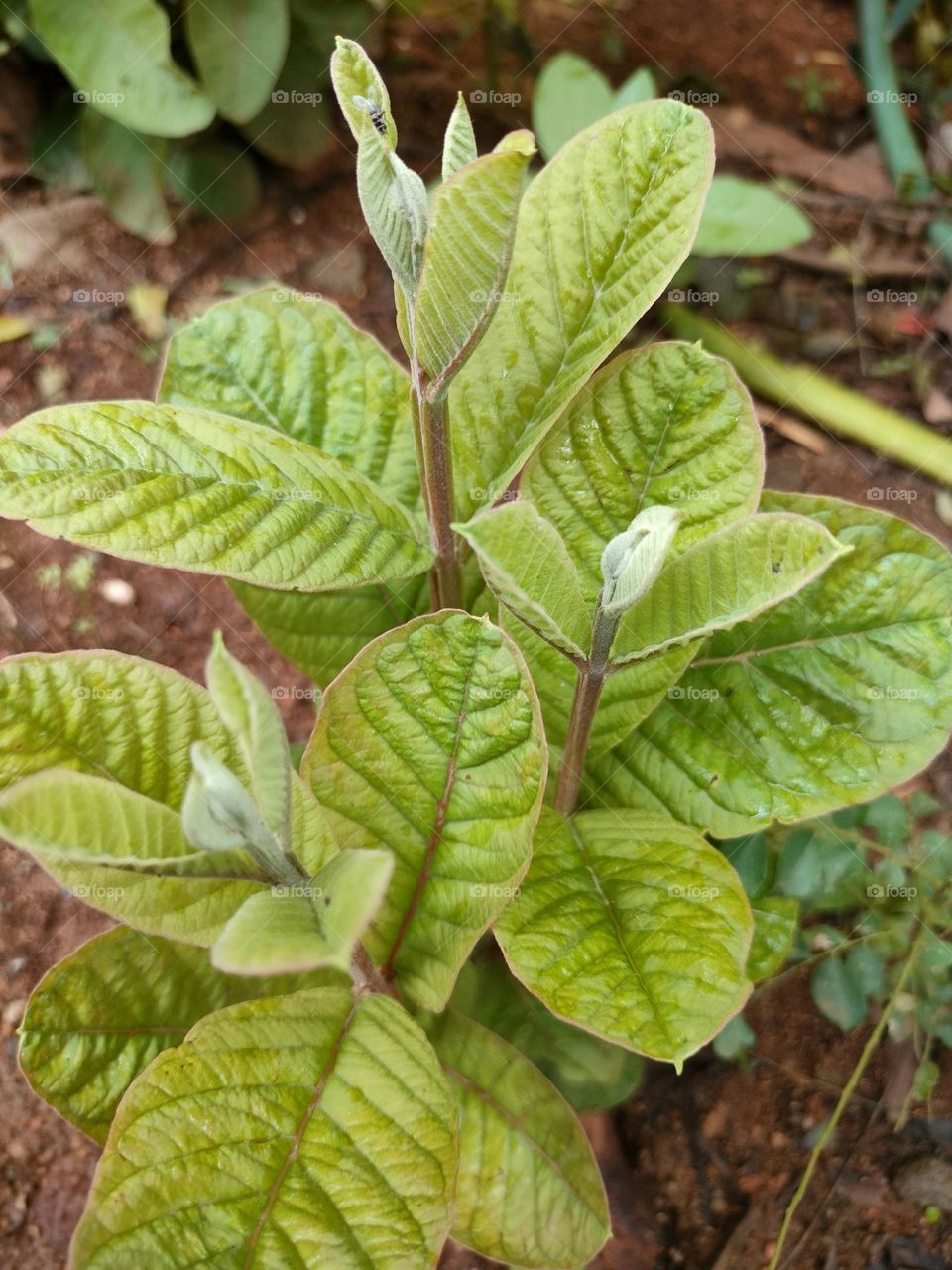 Beautiful Growing Tree