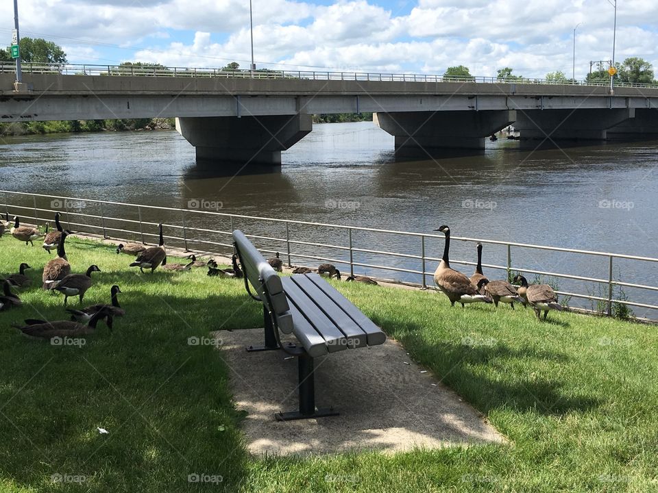 Geese in park near the river