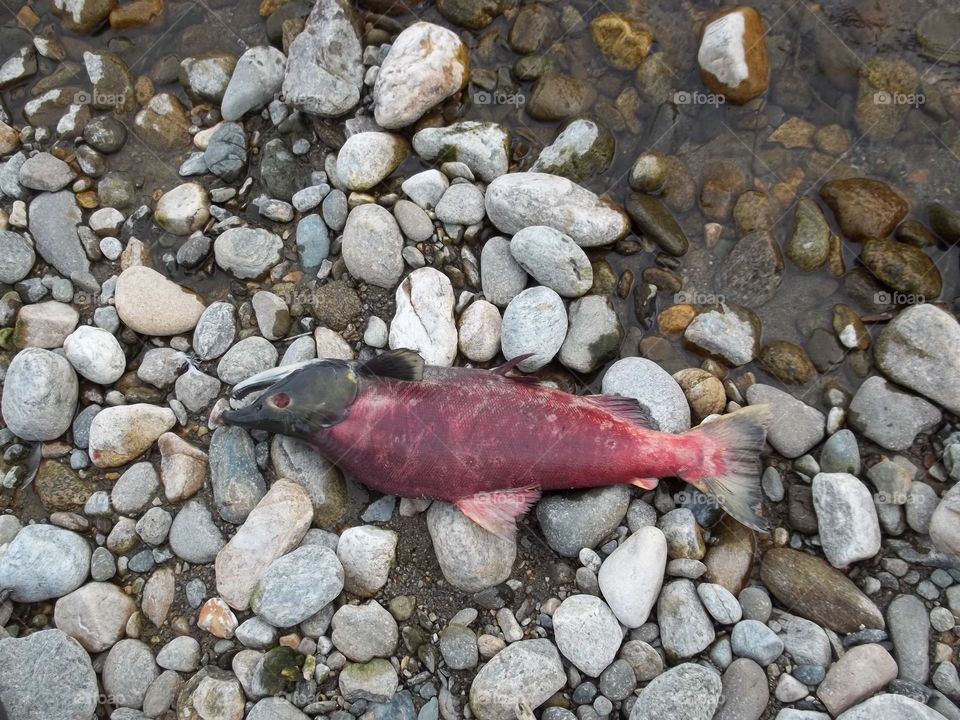 Dead sockeye salmon