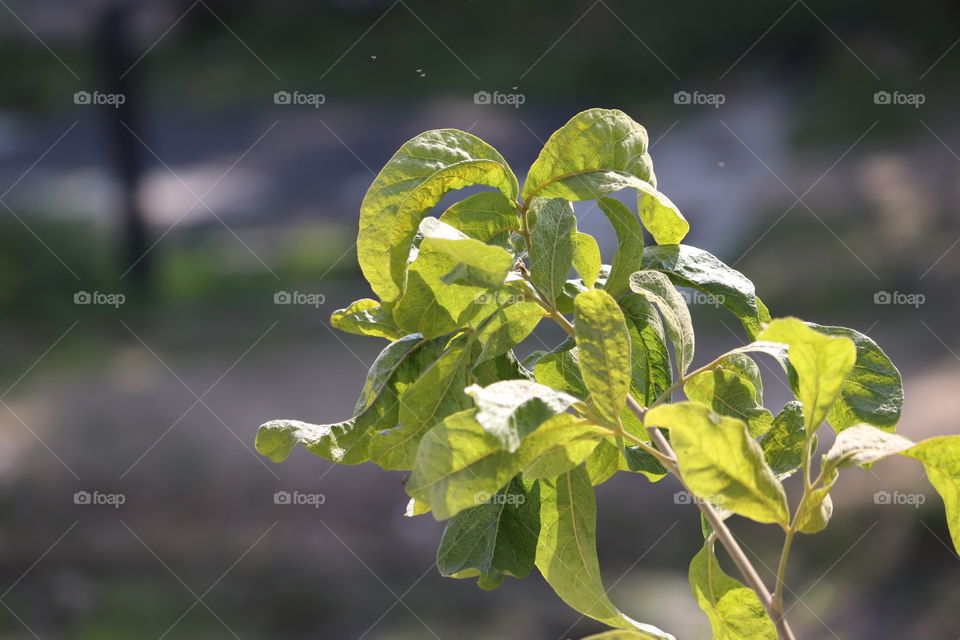 save tree to save yourself.... it's all your be benefit 😉