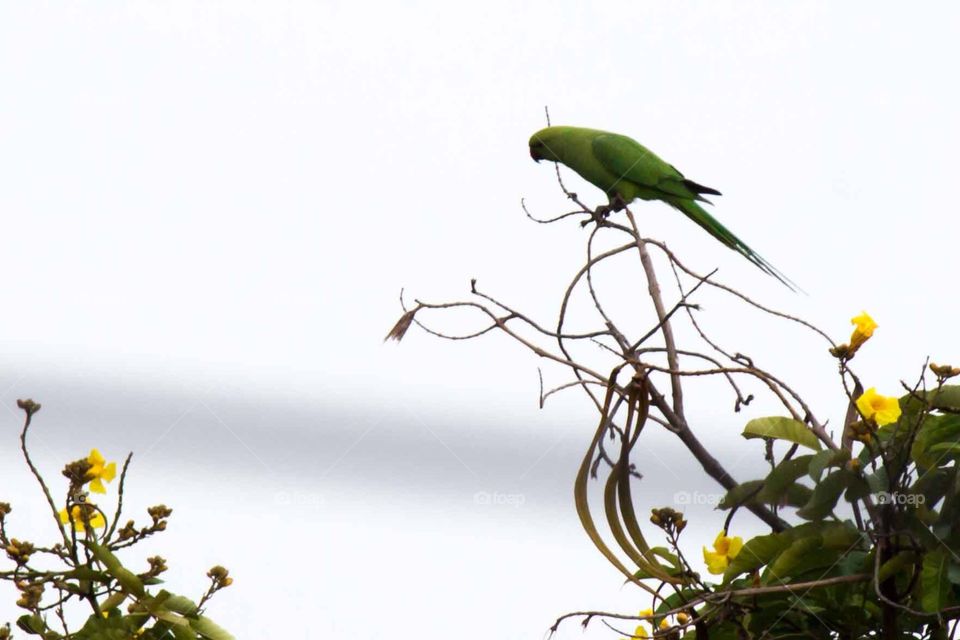 Parrot on a tree. 