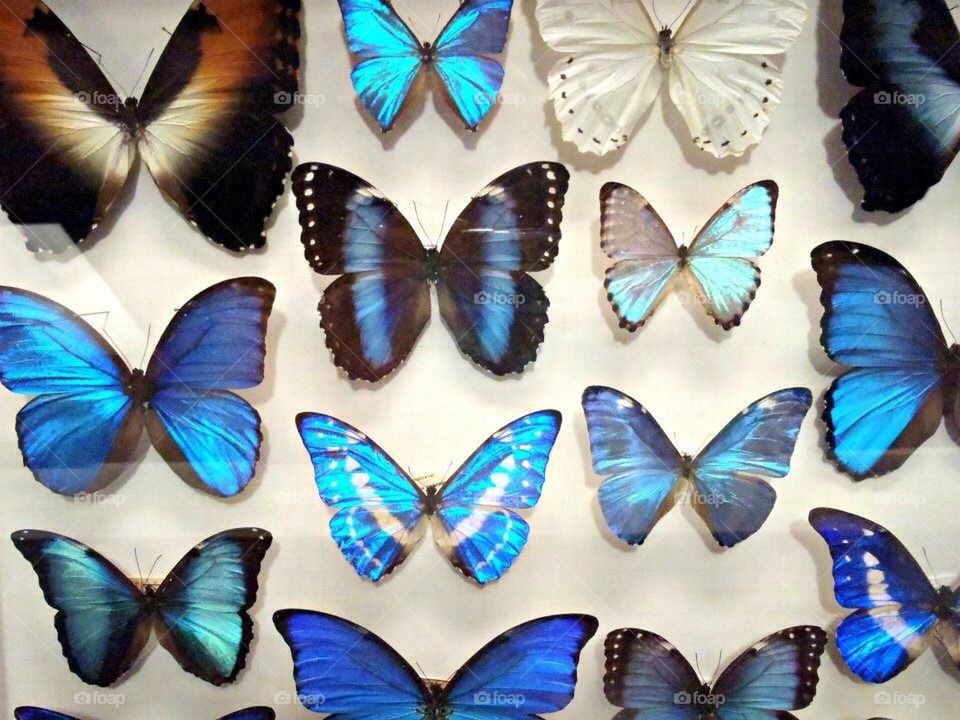 Blue butterflies 