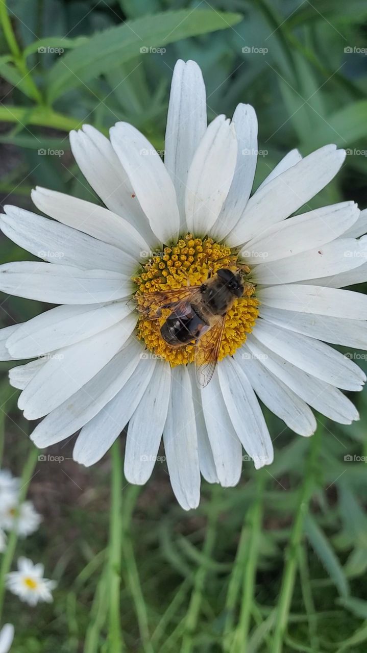 bee