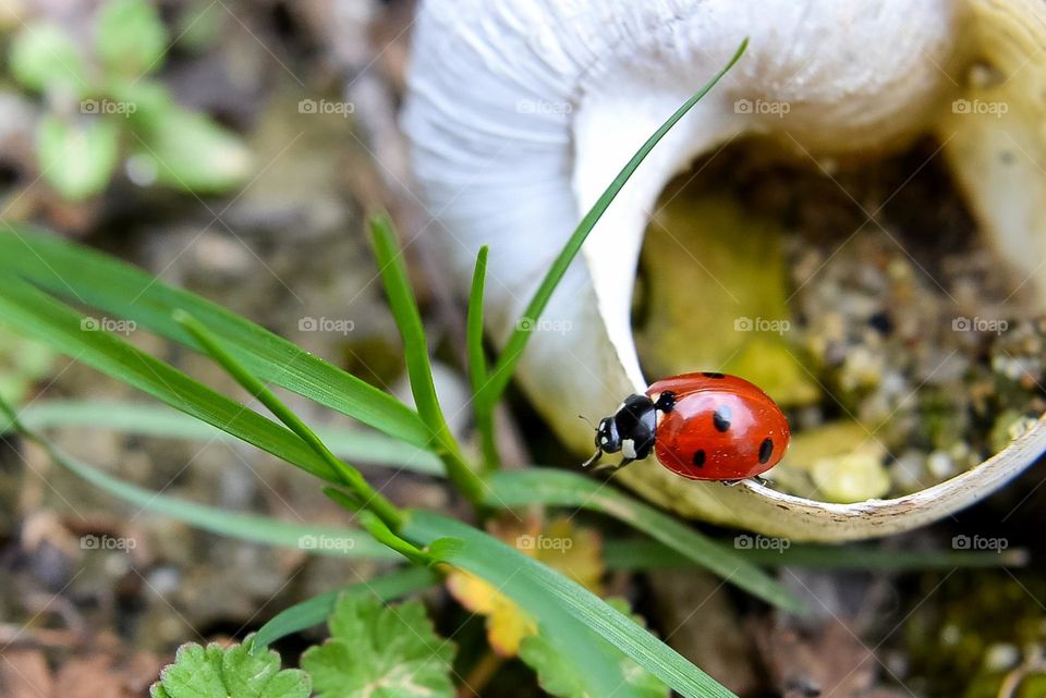 Ladybug