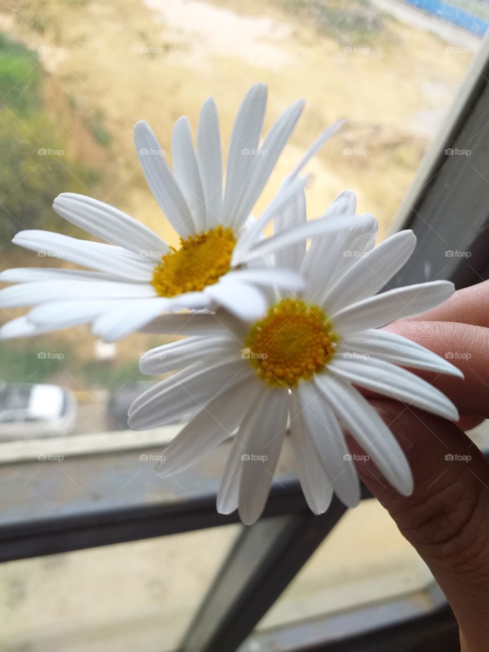 white margaret flowers