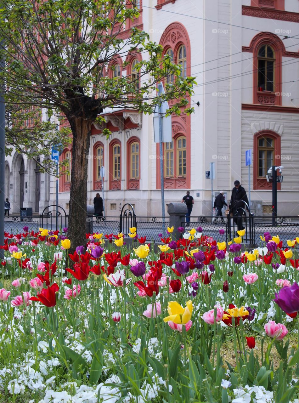 City greenery.  A small park next to a busy street refreshed with beautiful multi-colored tulips