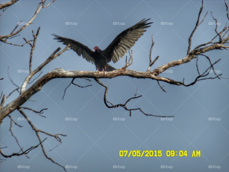 look ma no hands 👐. This is another picture of the same Texas vulture with color that I photographed this morning while out walking 🚶 🏃 🔥