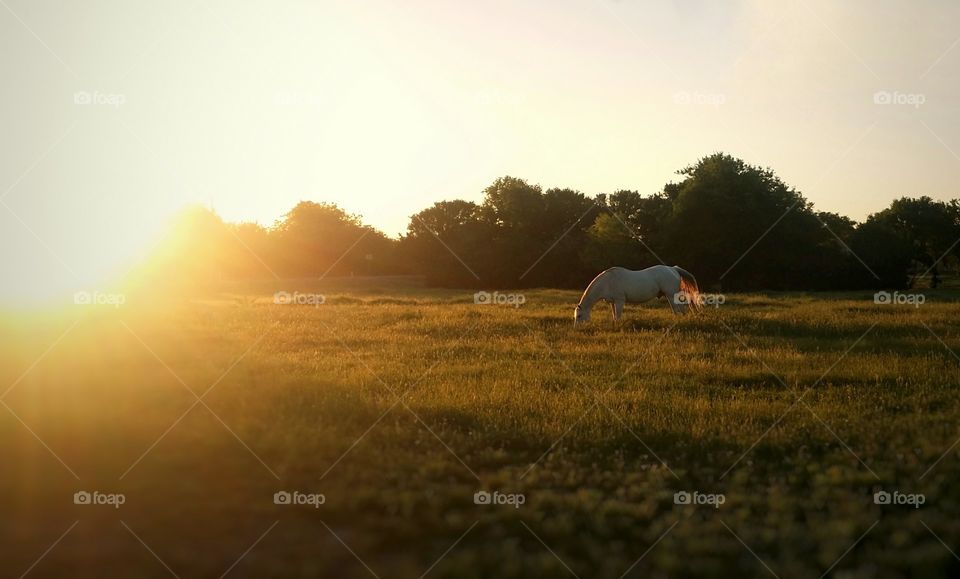Gray horse grazing in a field at sunset