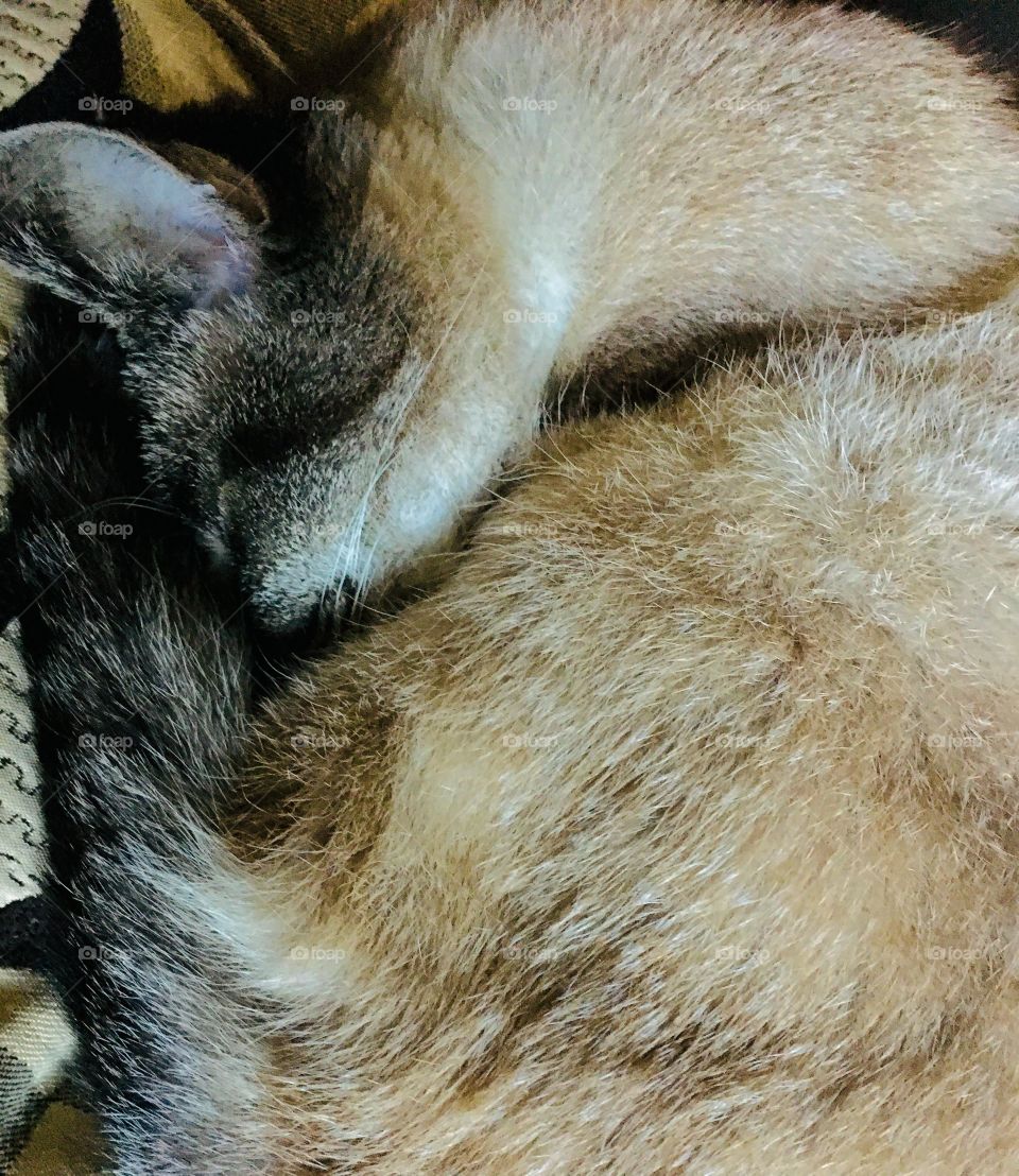 Kitty sleeping 2