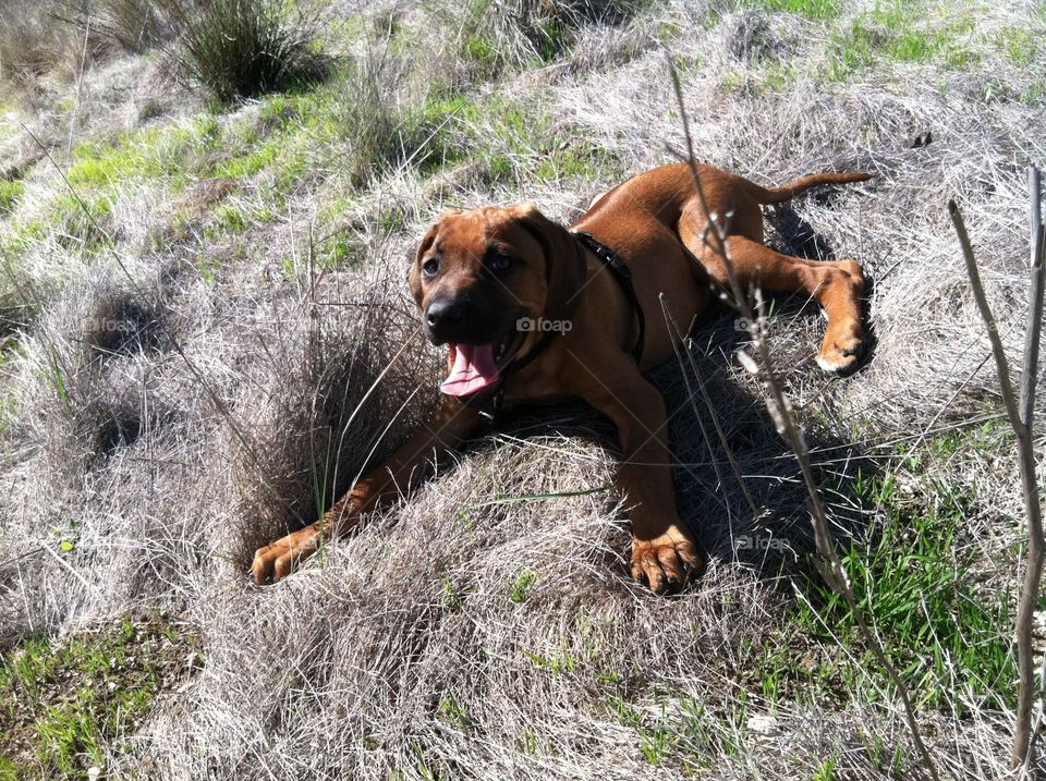 Zuri in grass. My dog Zuri, rhodesian ridgeback, as a pup
