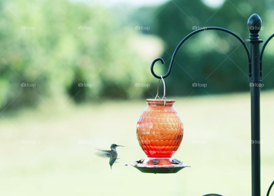 hummingbird feeder