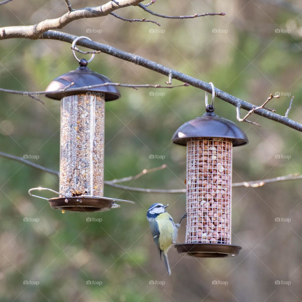 Bird at bird feeder