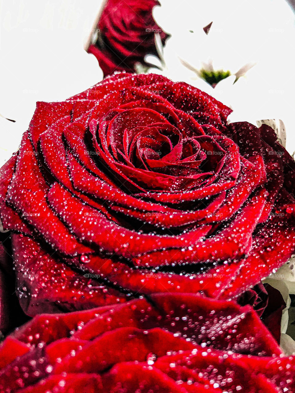 Красивая роса на бархатных розах