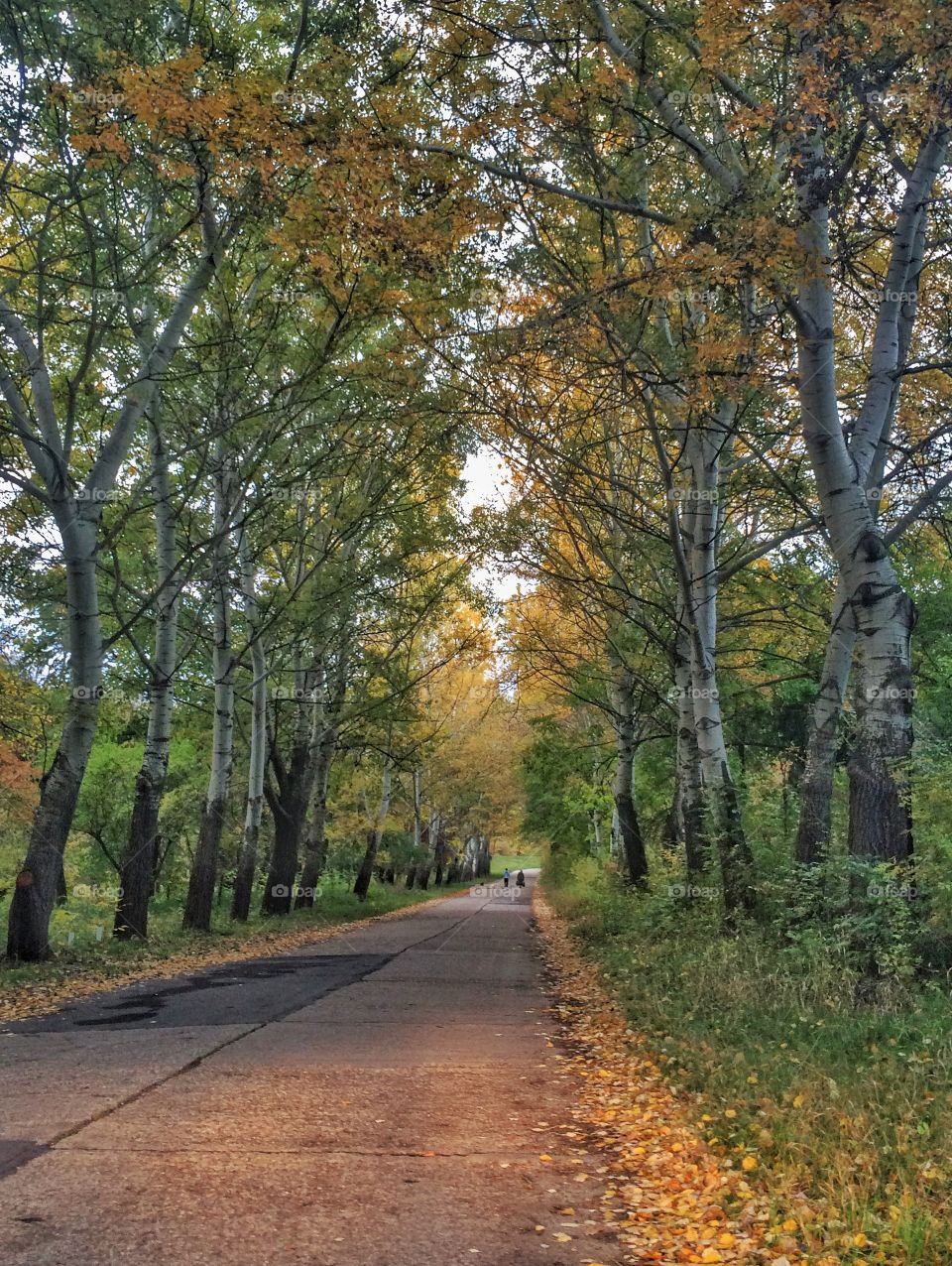 Fall path