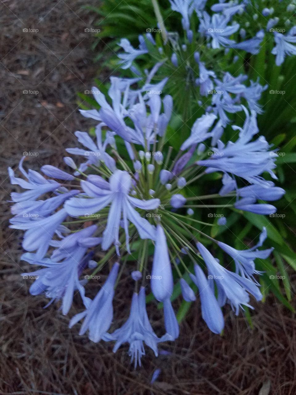 lavender purple bloom