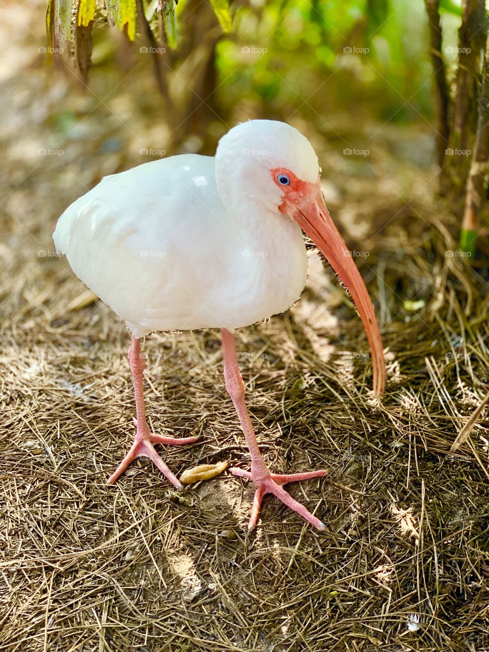 Animal bird pink 