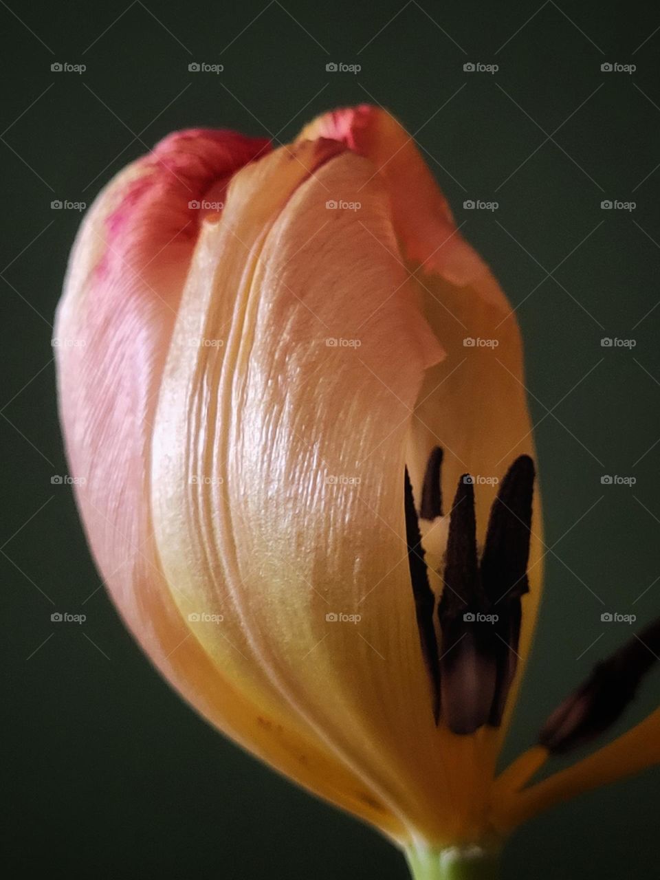 Half of a tulip, beauty of imperfection