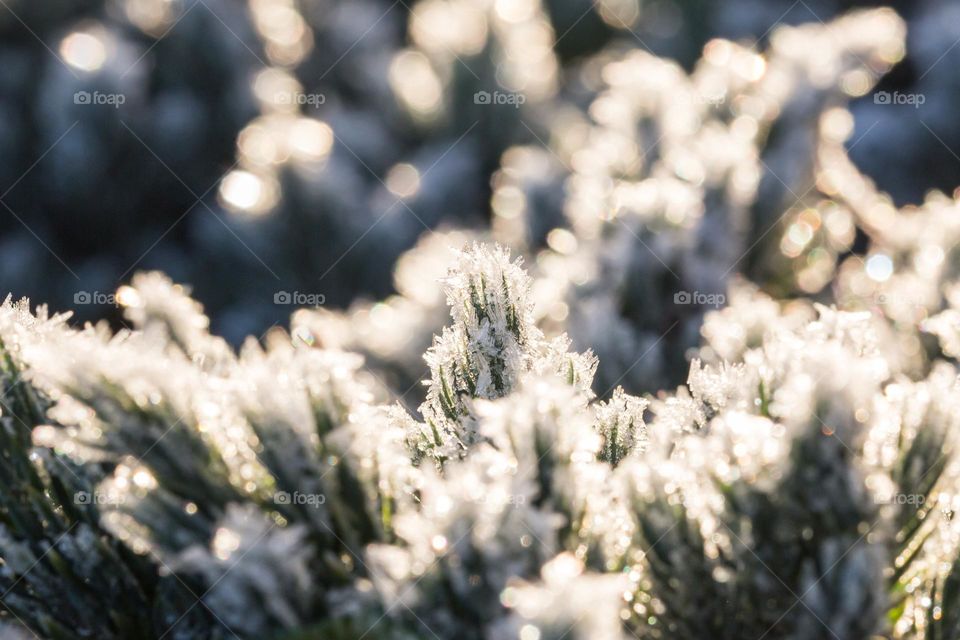 Closeup of frost covering green conifers  in bright sunlight on a cold winter day 