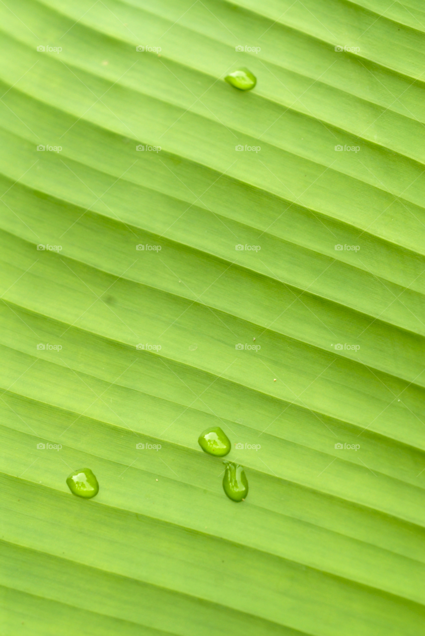 plant green leaf wet leaf water drops on leaf by lightanddrawing