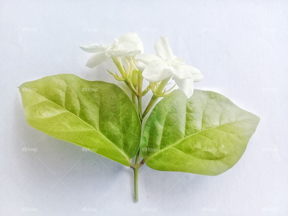 jasmine flowers and leaves.Jasmine flowers can be made into a mixture of tea with a distinctive aroma