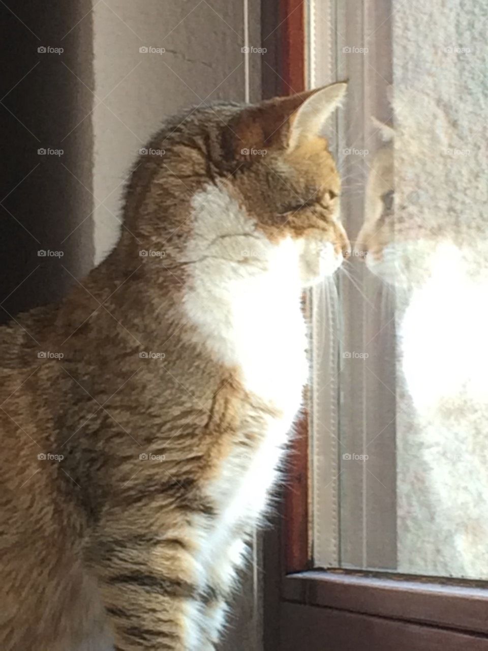cat in front of the window