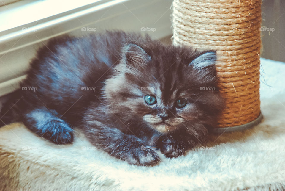 Sweet kitten