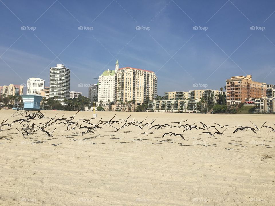 Birds on a beach