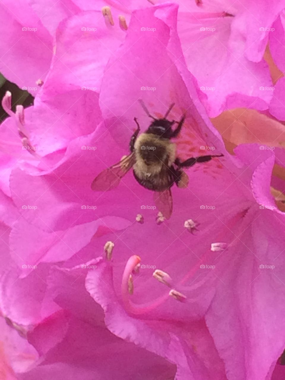 Bee looking for pollen in rhododendron flower