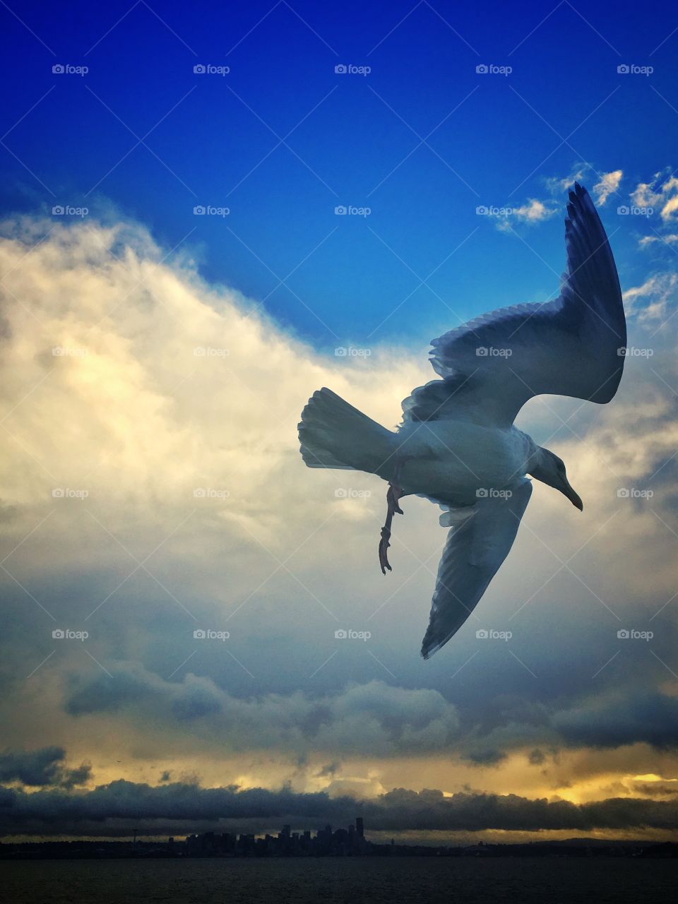 Seagull following Seattle Ferry looking for food