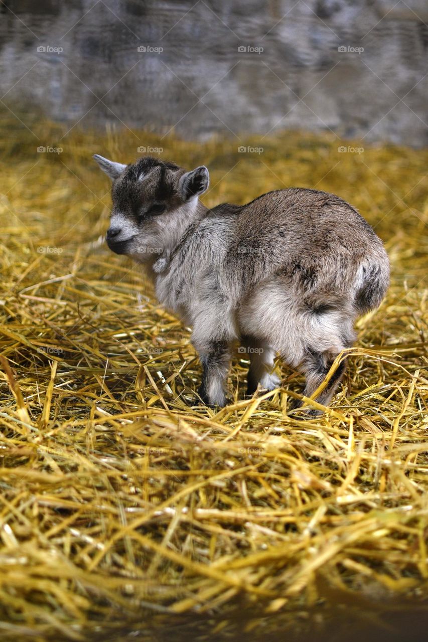 Baby goat