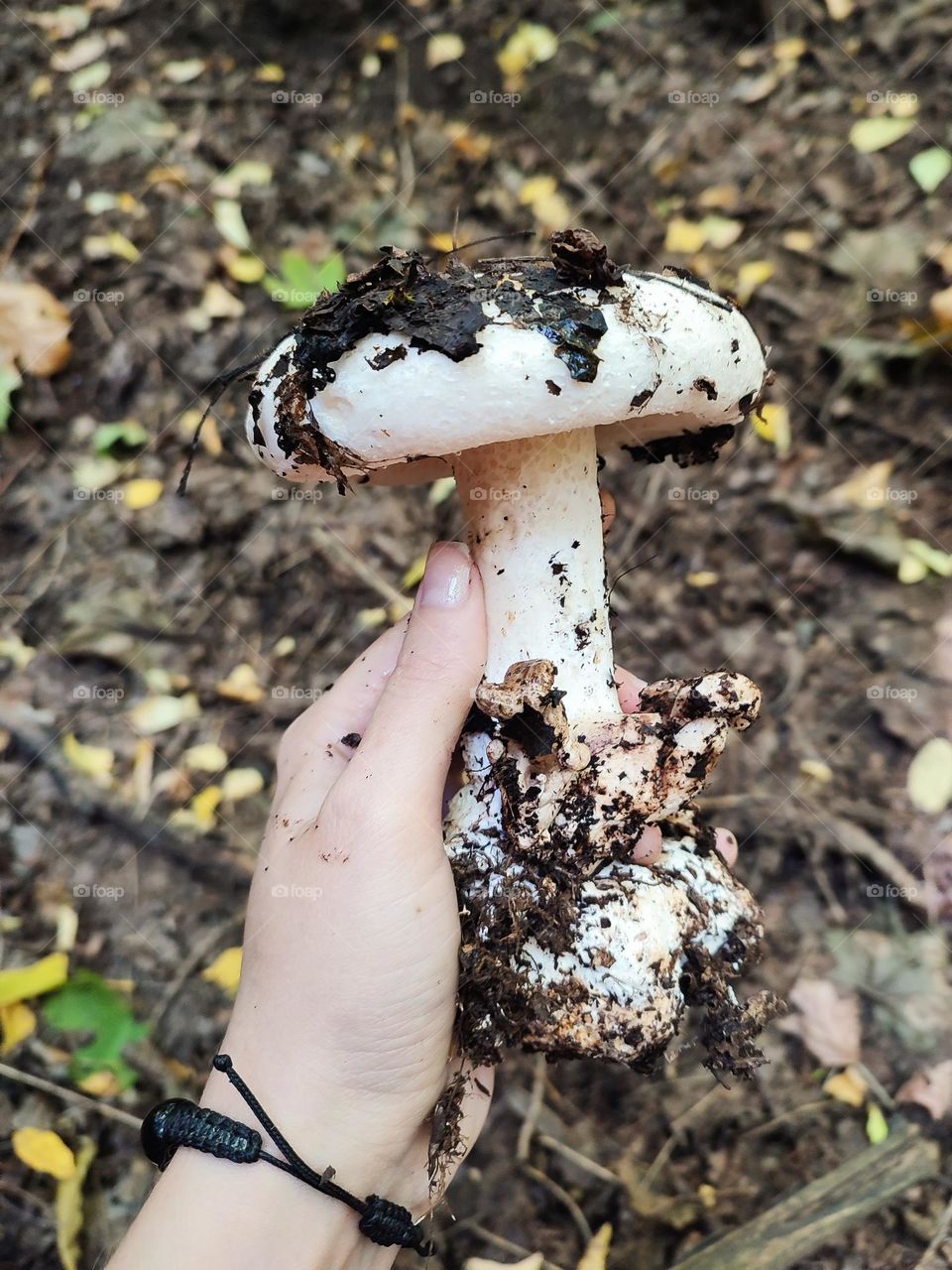 Big wild mushroom Lactarius controversus foraging in autumn forest. Mycology, forest findings