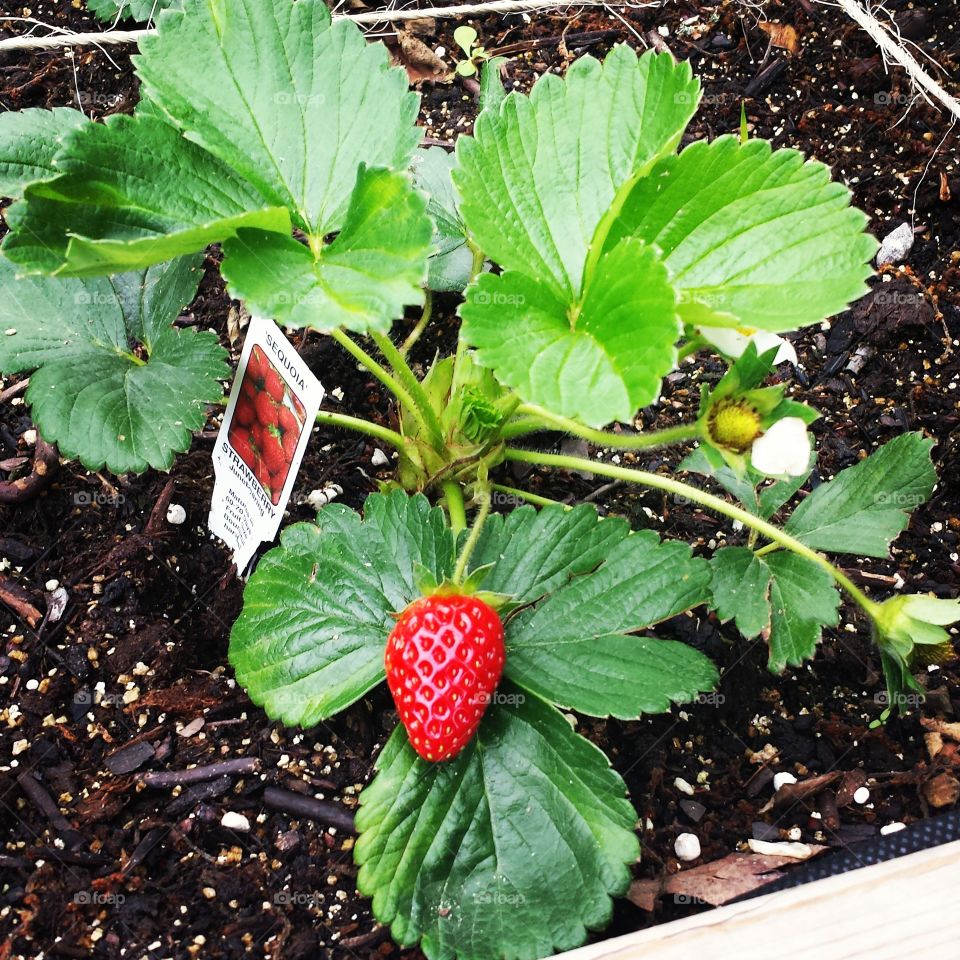 first strawberry