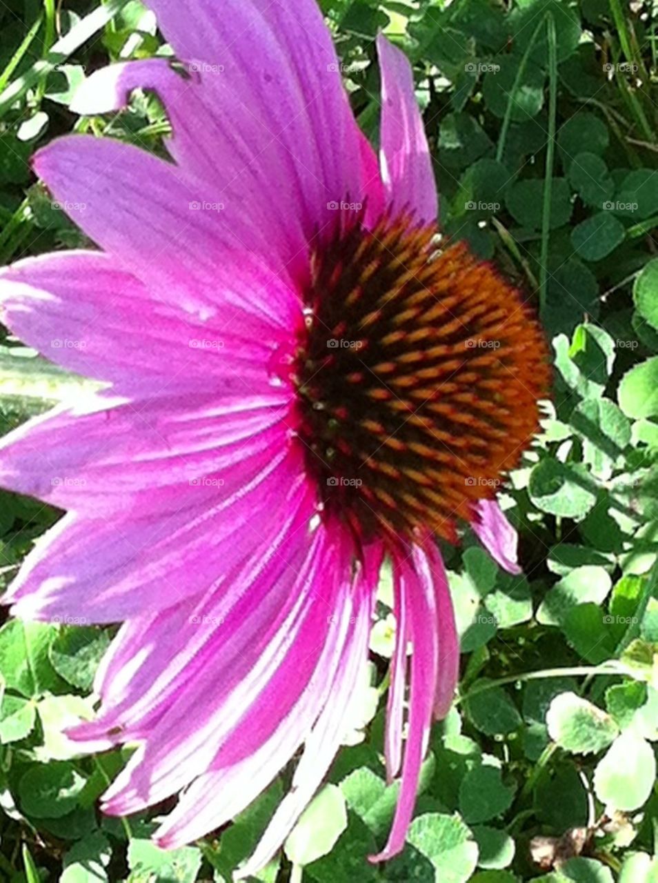 Cone flower