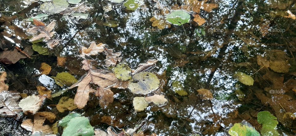 Leaves in the pond reflections