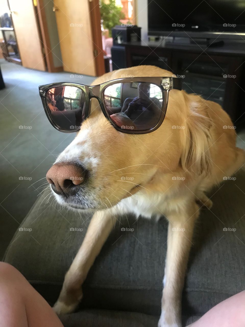 Cool Dog