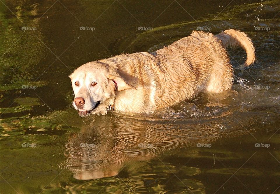 Yellow Labrador retriever in the water, reflection