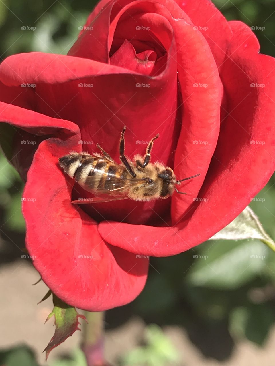 Bee🐝