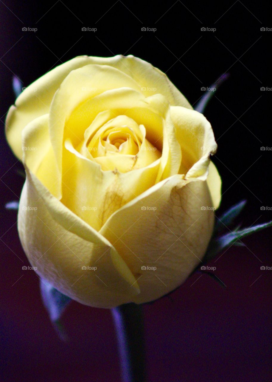 Close-up of yellow rose