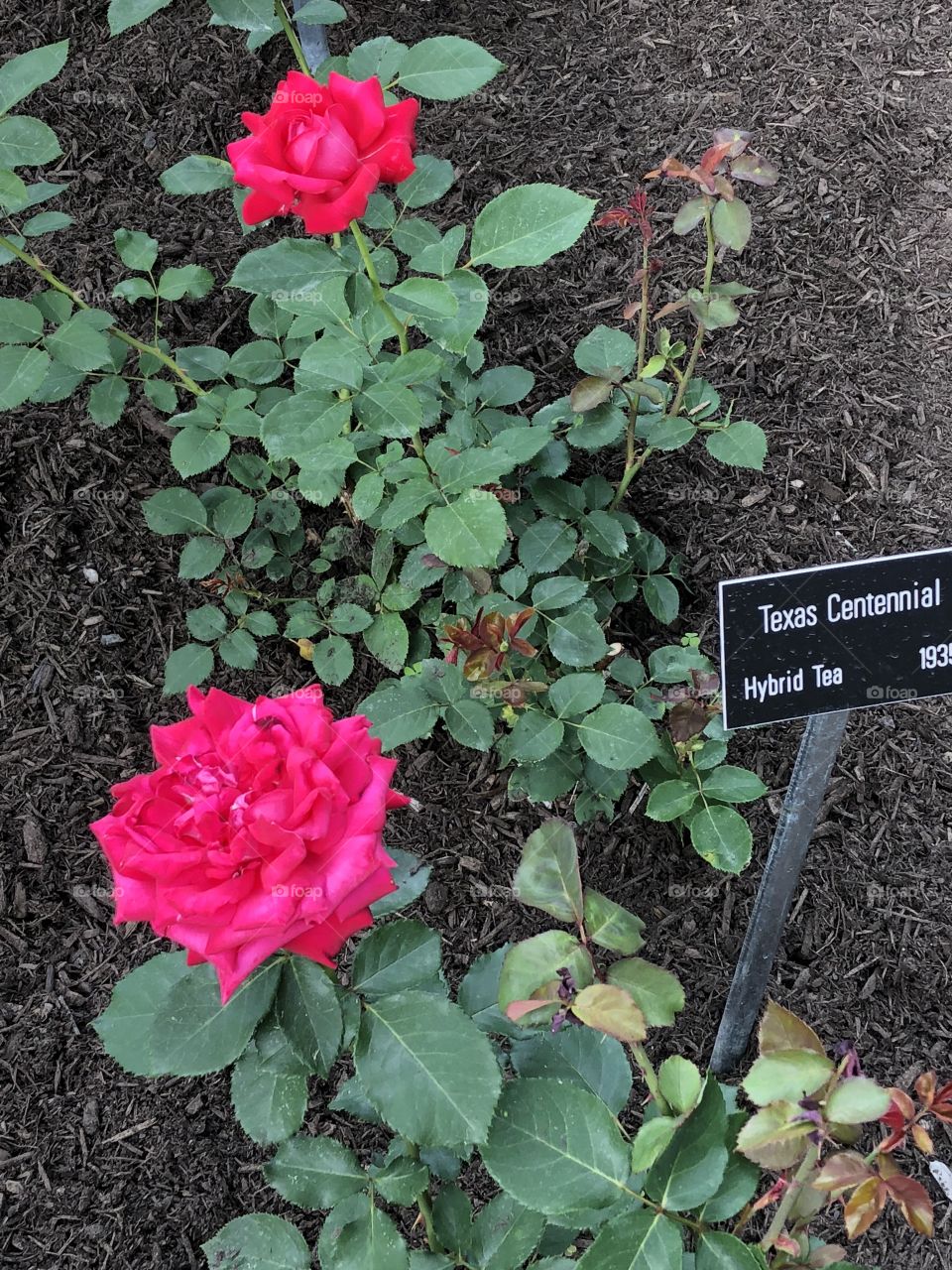 A beautiful set of Texas Centennial roses taken from the rose garden in Colonial Park in Somerset, NJ. 