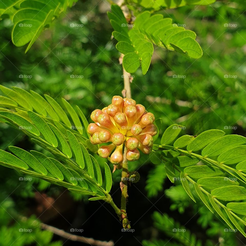 Portrait of a Plant