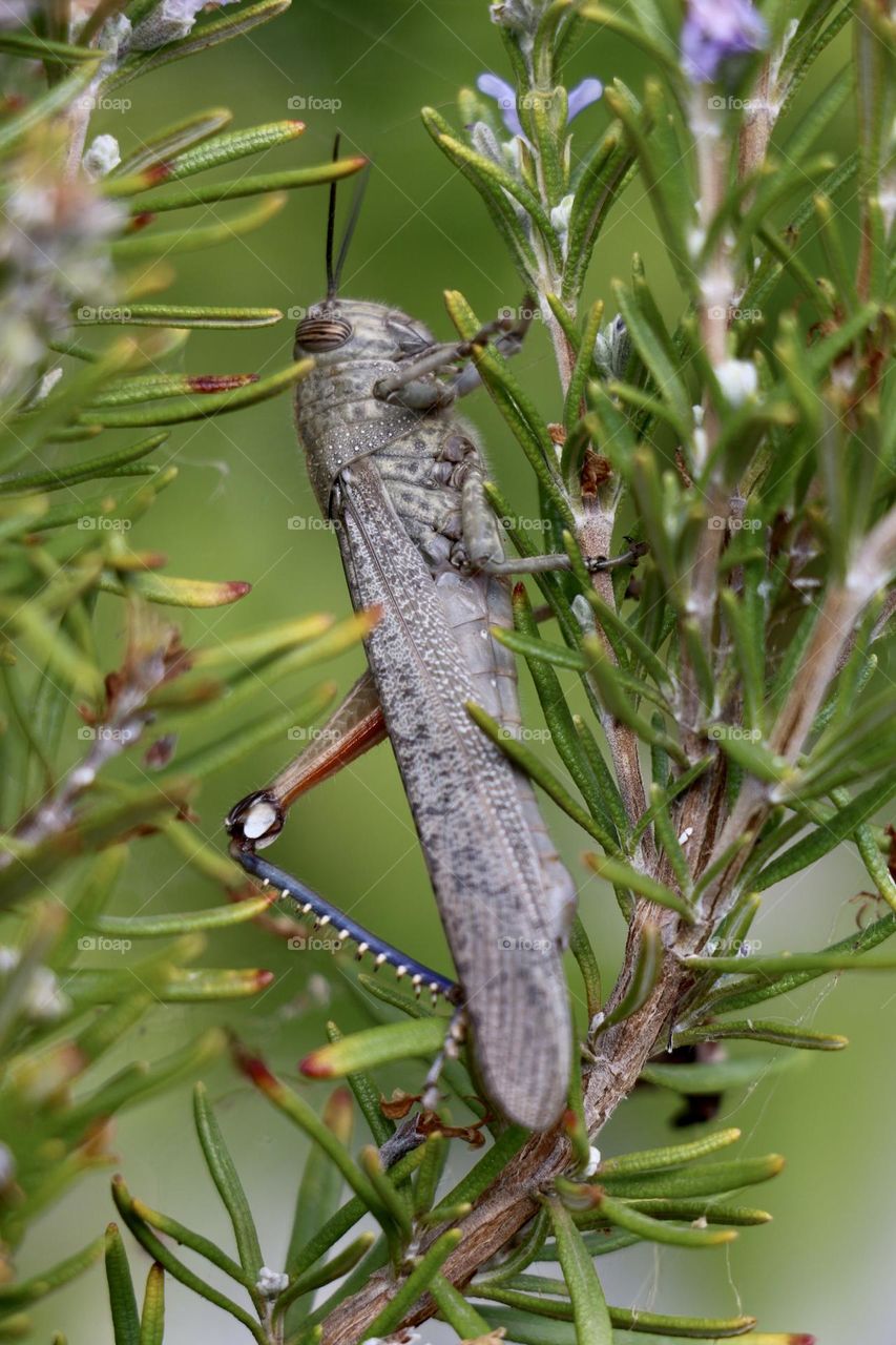 Observation d’un criquet 🦗